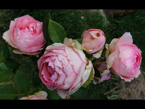 Видео: Розы цветут, птички поют под приятную музыку