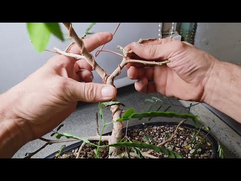 Видео: Требуется проволока для бонсай из персидского шелкового дерева