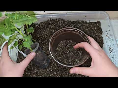 Видео: Срочно ДОБАВЬТЕ в ГЕРАНЬ, чтобы листики не желтели, цветы здоровели и даже чахлый цветок оживал