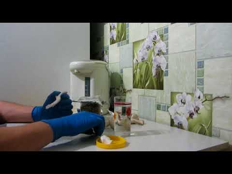 Видео: делаем зерновой мицелий, самый простой и дешевый способ.