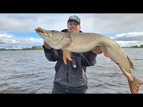 Видео: ТУТ ТОННЫ РЫБЫ.СЕКРЕТНАЯ ПРИМАНКА в Сургуте. ОГРОМНАЯ  ЩУКА НАПАЛА на гида. ТАКОГО Я ЕЩЕ НЕ ВИДЕЛ.