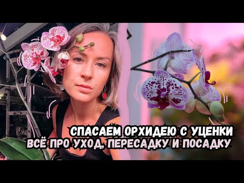 Видео: Спасаем орхидею с уценки / все нюансы посадки, пересадки и ухода за орхидеей фаленопсис