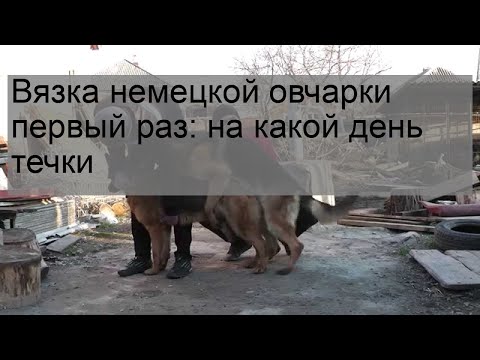 Видео: Вязка немецкой овчарки первый раз: на какой день течки