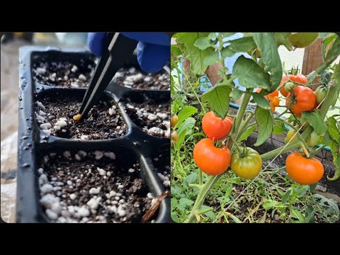 Видео: Томаты от посева 🌱 до урожая 🍅. Как я выращиваю в холодном регионе много вкусных сортов 👌