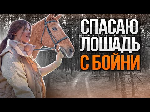 Видео: СПАСАЮ БЕРЕМЕННУЮ ЛОШАДЬ С БОЙНИ | Строительство новой большой фермы