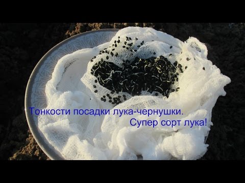 Видео: Тонкости посадки лука-чернушки.Супер сорт лука!