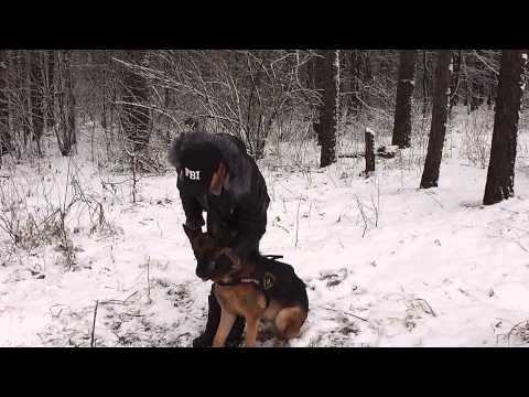 Видео: я и мой хвост. сидеть лежать