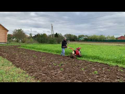 Видео: вспашка огорода под зиму мотоблоком / запашка сидератов. перенимаю опыт