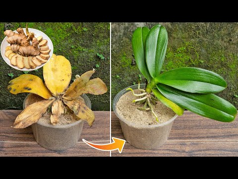 Видео: Удивило, что мертвые орхидеи вдруг чудесным образом ожили в песке