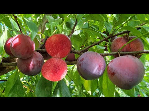 Видео: СЛИВА РУБИ КРАНЧ /PLUM RUBY CRUNCH
