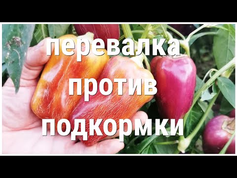 Видео: Не сделать хуже! Подкармливать или ПЕРЕВАЛИВАТЬ рассаду ПЕРЦА, вот в чём Вопрос?