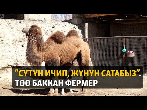 Видео: “Cүтүн ичип, жүнүн сатабыз”. Төө баккан фермер