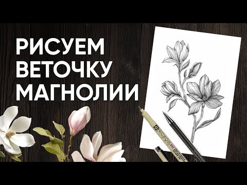 Видео: Как нарисовать веточку магнолии - Уроки рисования - Ола Ч.