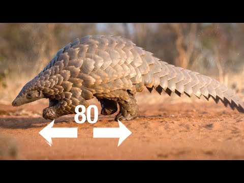 Видео: ПАНГОЛИН - ДРЕВНИЙ ЯЩЕР || ЖИВАЯ ЗЕМЛЯ ©