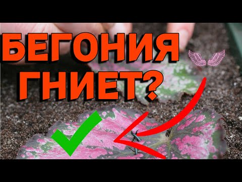 Видео: ЧТОБЫ ЧЕРЕНКИ БЕГОНИИ НЕ СГНИЛИ