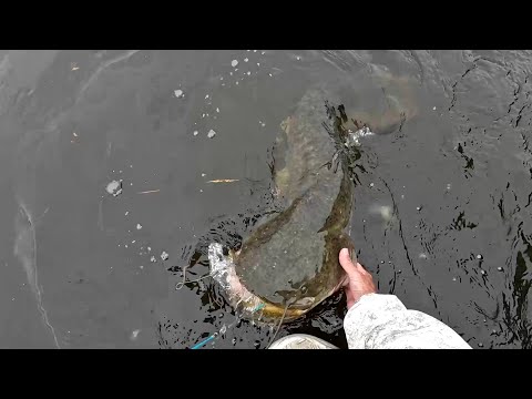 Видео: От сомов не выдерживают снасти!