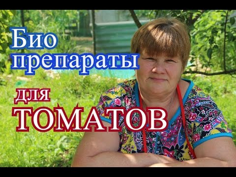 Видео: Томаты. Спасаем урожай томатов с помощью биопрепаратов. (15.06.16 г.)