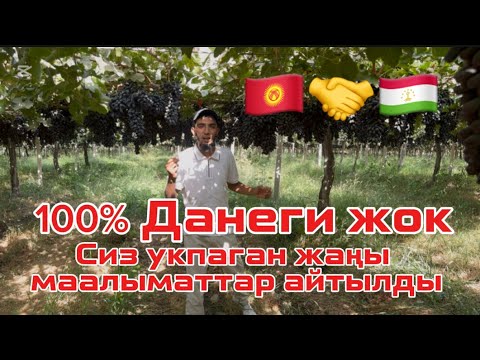Видео: Аватар Жүзүм 100% Данеги жок. Сиз укпаган жаңы маалыматтар айтылды