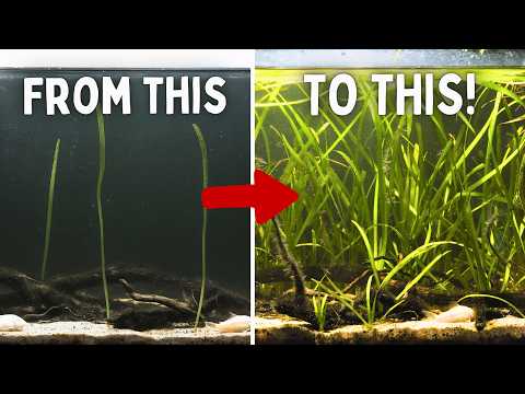 Видео: 10 самых простых в уходе аквариумных растений, которые не умрут!