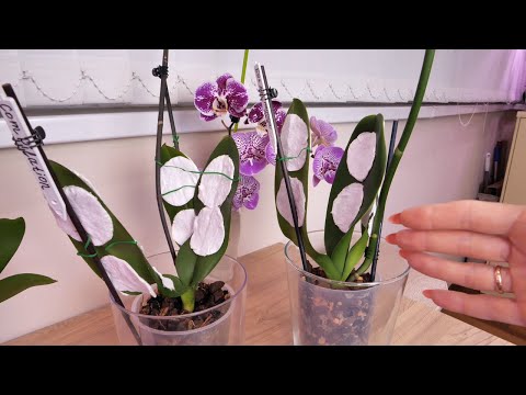 Видео: СПА для СЛОЖНЫХ орхидей. Помогаю им как МОГУ.