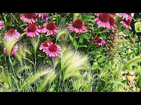 Видео: 🌟Малоуходный сад в природном стиле не требует прополки. Цветущий с апреля🌷 по ноябрь🌾🍁