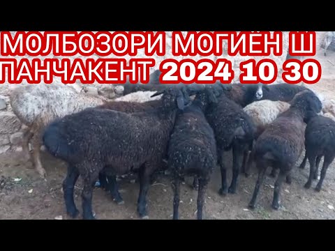 Видео: МОЛБОЗОРИ МОГИЁН Ш ПАНЧАКЕНТ 2024 10 30