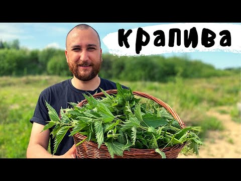 Видео: Крапива. 5 рецептов из сорняка