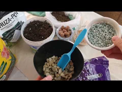 Видео: Грунт для кактусов и сукулентов. #cactus #suculentas #кактусы