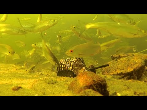 Видео: Работа прикормки на речном дне. Реакция рыбы.