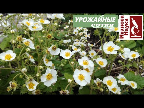 Видео: Главный секрет СУПЕРУРОЖАЯ земляники - пышное цветение. И что означает черная серединка в цветке?