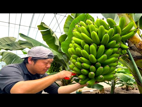 Видео: Процесс приготовления японских бананов, которые можно есть вместе с кожурой.