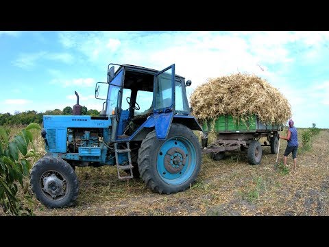 Видео: 04.09.18✔4 ЗАКАЗА ЗА ДЕНЬ✅ВЫВОЗКА и ТРАМБОВАНИЯ ФАСОЛИ. ТРАКТОР МТЗ 82
