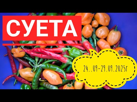 Видео: Из жары в мороз/Пора сажать лук и чеснок#влог#дача#жизнь 