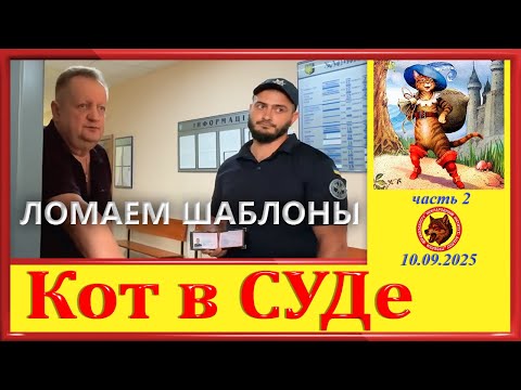 Видео: КОТ В СУДЕ -МИАПП, ЛОМАЕМ ШАБЛОНЫ