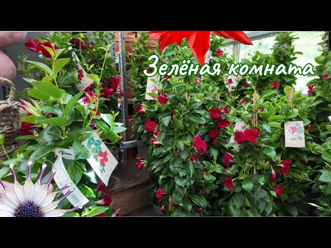 Видео: В сказочном мире растений.