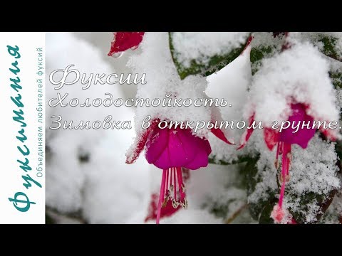 Видео: Фуксии. Холодостойкость. Зимовка в открытом грунте