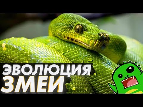 Видео: ПЕРЕЖИВШИЕ ДИНОЗАВРОВ: ЭВОЛЮЦИЯ ЗМЕЙ | Генетика, гипотезы происхождения, жизнь с динозаврами