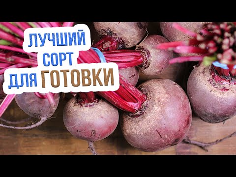 Видео: ТОП 5 самых вкусных сортов свеклы! Лучшие сорта свеклы для открытого грунта