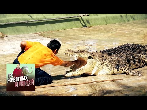 Видео: Малайзия. Крокодилы. Фильм 2