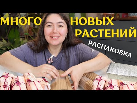 Видео: большая РАСПАКОВКА посылок с РАСТЕНИЯМИ | получила МНОГО НОВЫХ растений 🪴