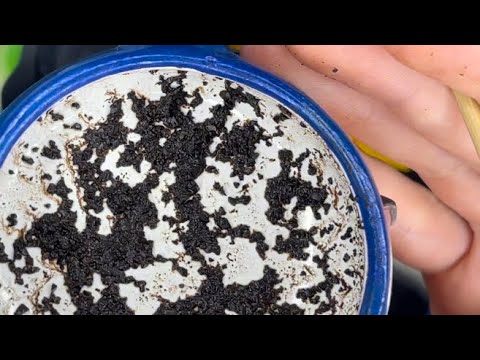 Видео: 💜🔮ГАДАНИЕ НА КОФЕ НА БУДУЩЕЕ 🔥🌟