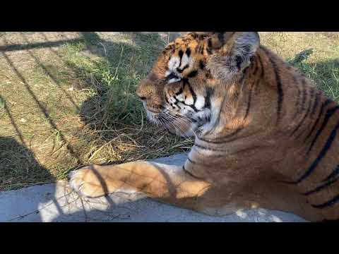 Видео: Тигру Тролю приглянулась Амурская красавица !