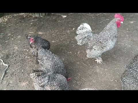 Видео: Лучшие породы кур:Мехеленская кукушка(Малин), Брессгальская порода кур.