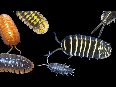 Видео: Шесть лучших изопод для содержания в качестве домашних животных!