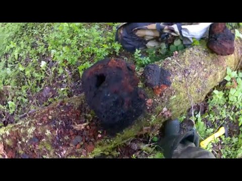 Видео: Заработок на чаге.Чага на продажу.Доход в деревне.