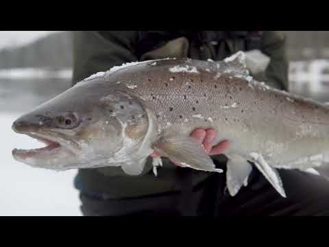 Видео: Зима и кумжа. Иногда и нам везёт. Спиннинг зимой.