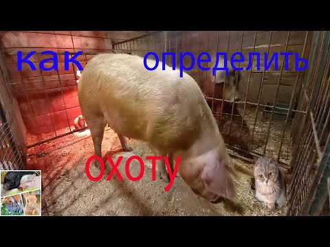 Видео: Охота у свиней! как определить и когда подпускать к хряку