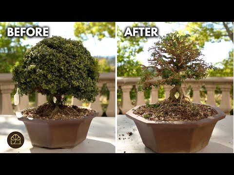 Видео: Переделка бонсай из самшита Кингсвилла, купленного на аукционе | Значительная обрезка и редизайн