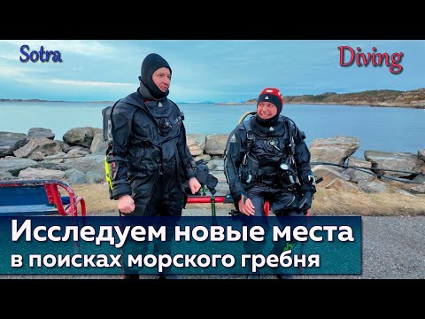 Видео: Дайвинг в Норвегии Крабы и Морской Гребешок
