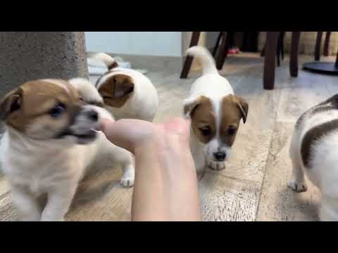 Видео: Щенки Джек Рассел терьера